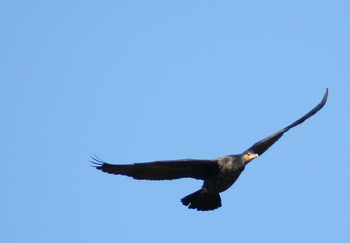 macchia grande e i suoi cormorani (almeno credo)